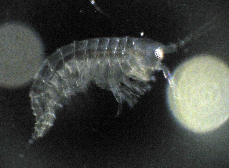 Microscopia salata